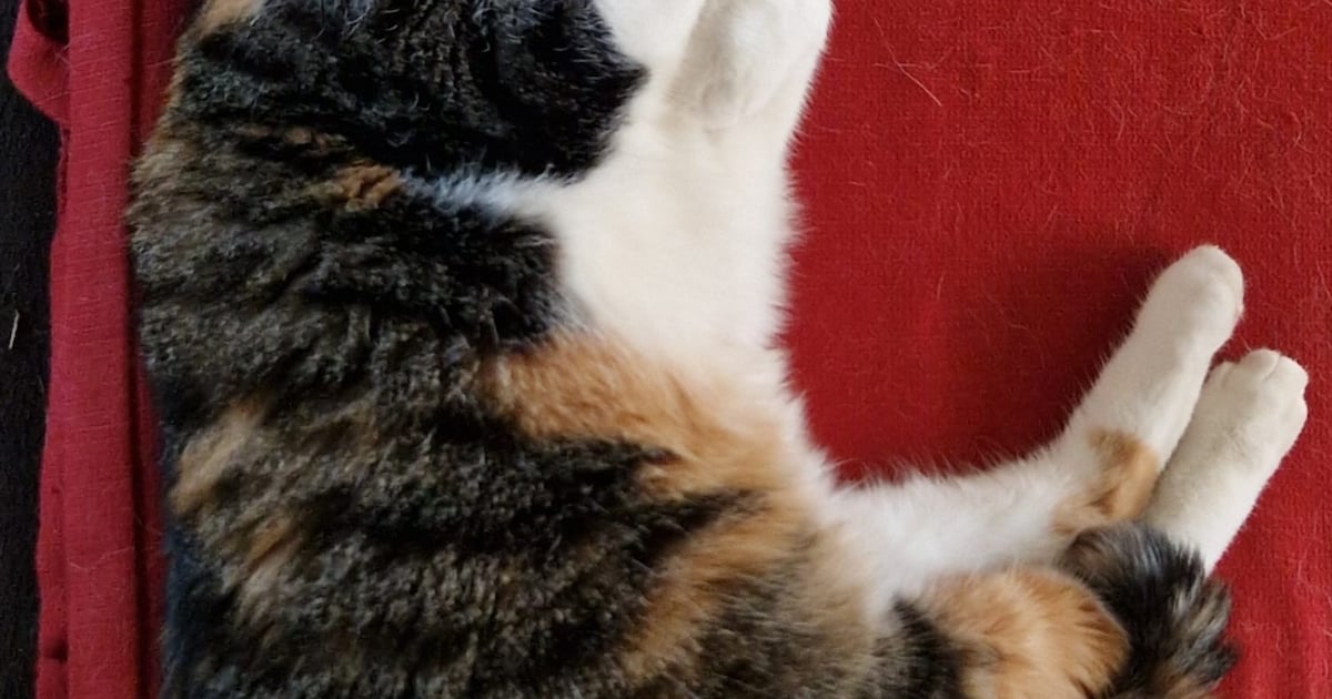 Heb jij Chica gezien? Dit huisdier wordt in Amersfoort vermist