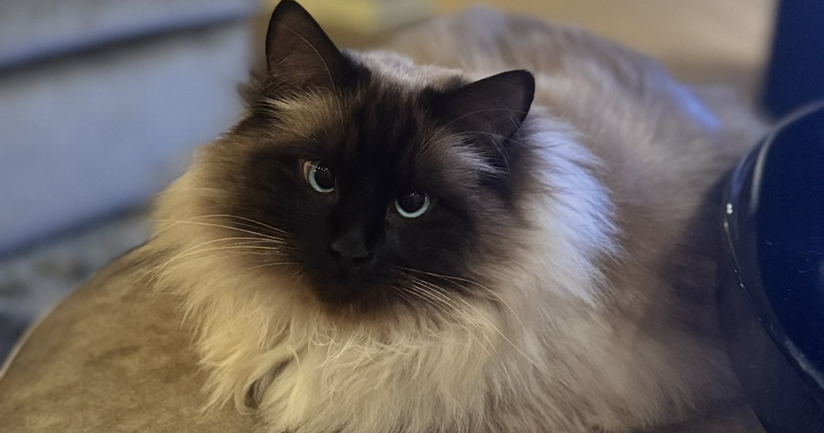 Heb jij Mooz, Loki of Happy gezien? Deze vier huisdieren worden in Diemen vermist