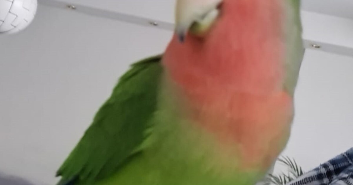 Heb jij Popeye gezien? Dit huisdier wordt in Krimpen aan den IJssel vermist