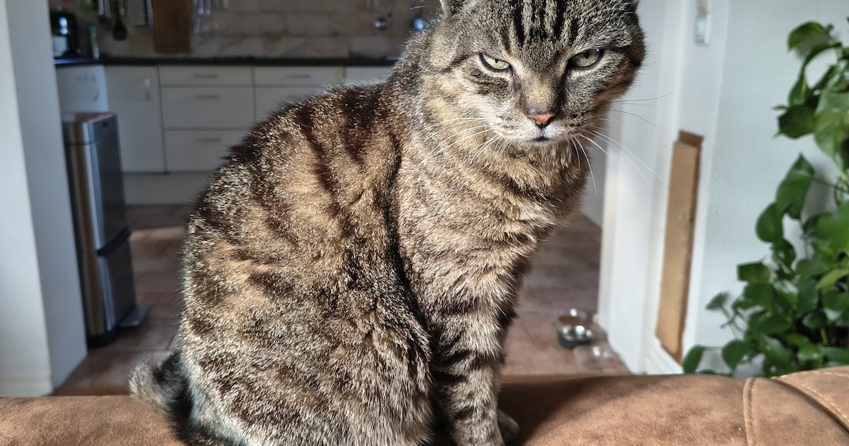 Heb jij Morris of Minnak gezien? Deze twee huisdieren worden in Heemskerk vermist