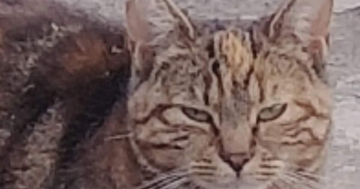 Heb jij Sjoeky gezien? Dit huisdier wordt in Capelle aan den IJssel vermist