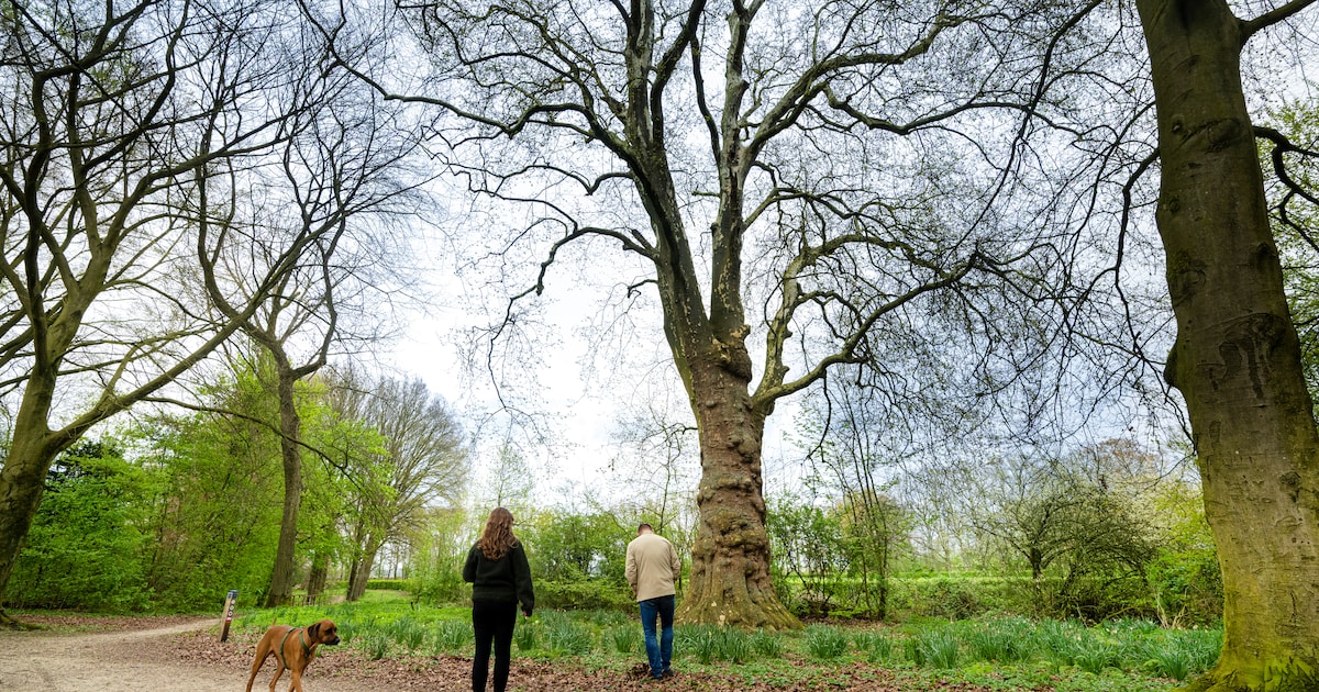 Gemeente Overbetuwe geeft 526 extra bomen beschermde status: niet zomaar de zaag erin