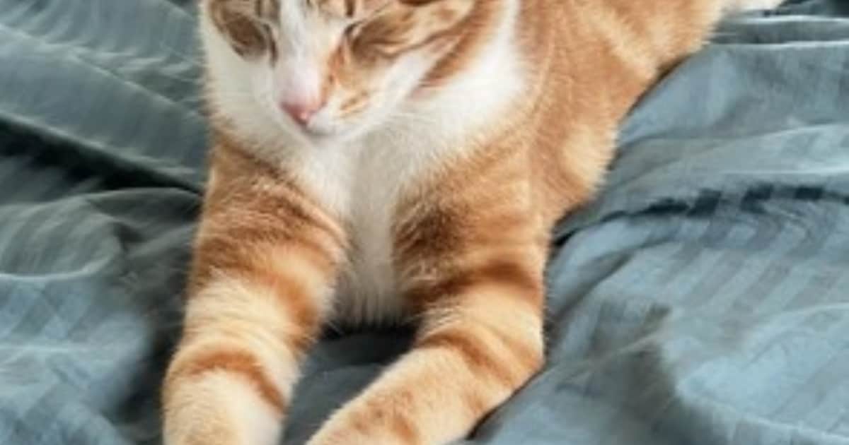 Heb jij Oranje of Kokie gezien? Deze twee huisdieren worden in Lansingerland vermist