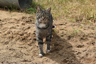 Heb jij Tova of Lucy gezien? Deze twee huisdieren worden in Wijchen vermist