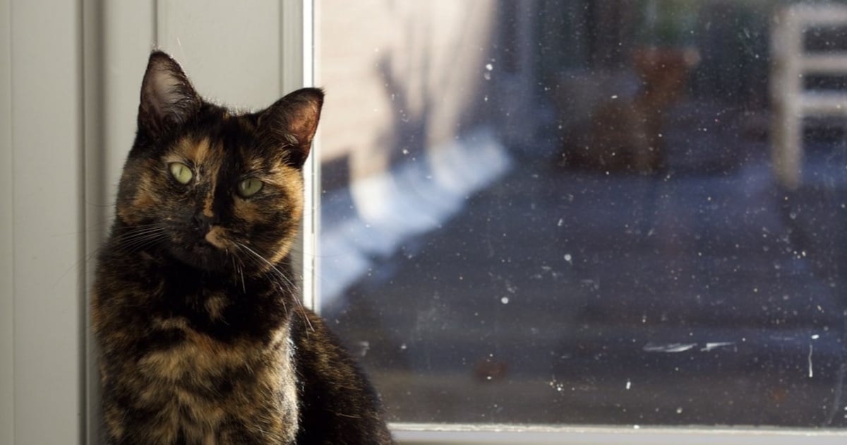 Heb jij Zazoe, Mia of Simba gezien? Deze 16 huisdieren worden in Rotterdam vermist