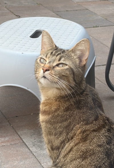 Heb jij Brasa of Zoey gezien? Deze twee huisdieren worden in Veldhoven vermist