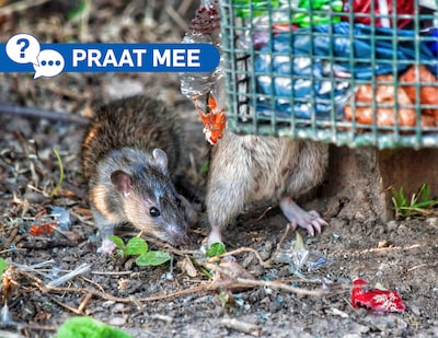 Image related to the article