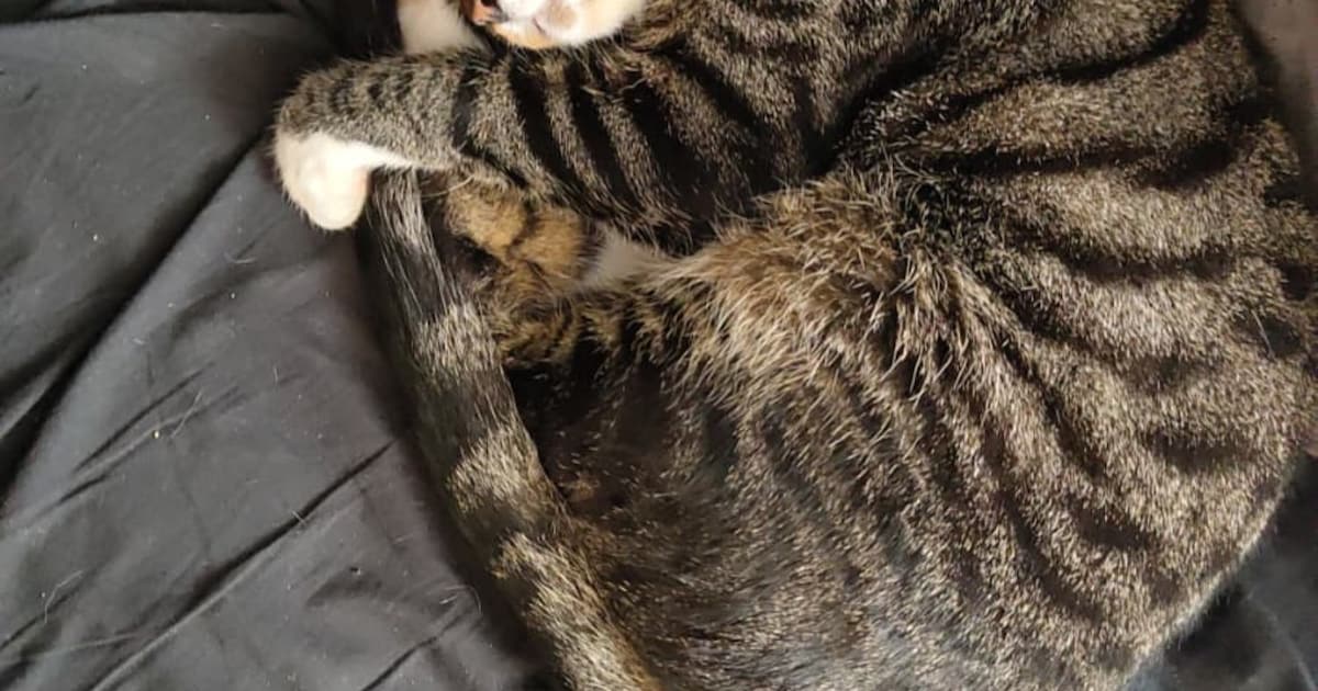 Heb jij Kevin gezien? Dit huisdier wordt in Smallingerland vermist
