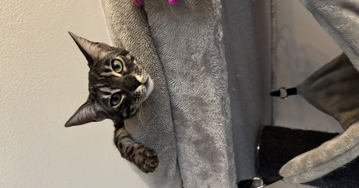 Heb jij Suki gezien? Deze twee huisdieren worden in Venlo vermist