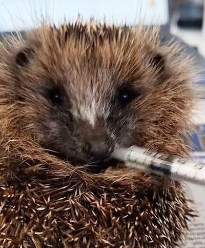 Schattig! Gered egeltje geniet van spuit met voedsel in dierenopvang