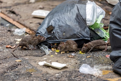 Tuin van huurder staat al jaren vol afval en trekt muizen aan: buren houden het niet meer