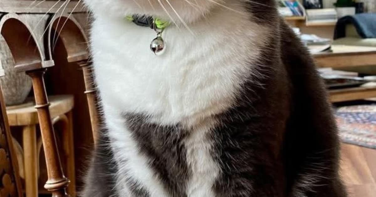 Heb jij Gizmo of Moek gezien? Deze twee huisdieren worden in Velsen vermist