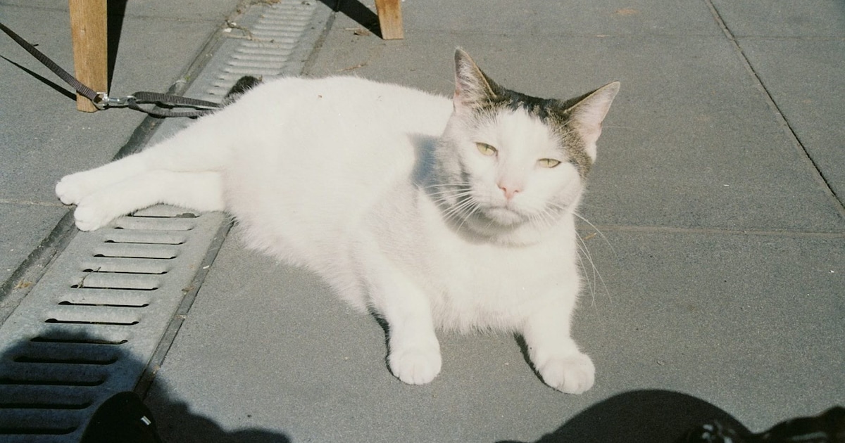 Heb jij Pippi of Ollie gezien? Deze twee huisdieren worden in Hilvarenbeek vermist