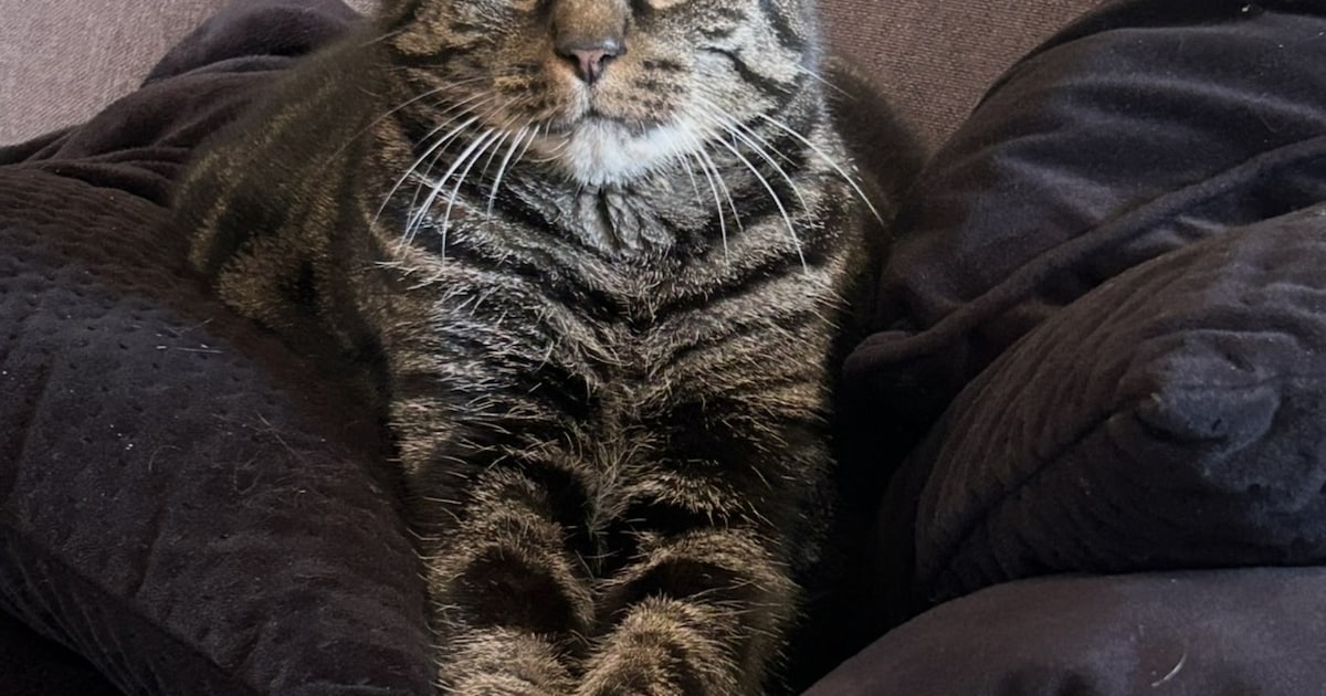 Heb jij Buca, Brammie of Felix gezien? Deze vier huisdieren worden in Kapelle vermist