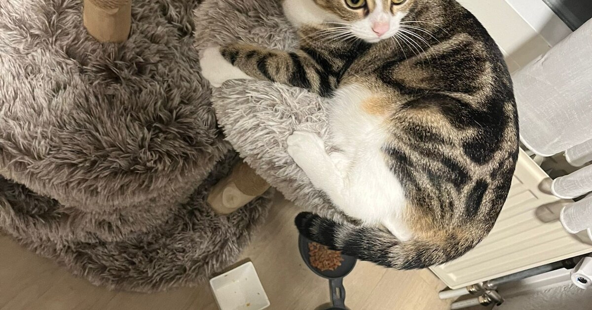 Heb jij Nala gezien? Dit huisdier wordt in Kaag en Braassem vermist