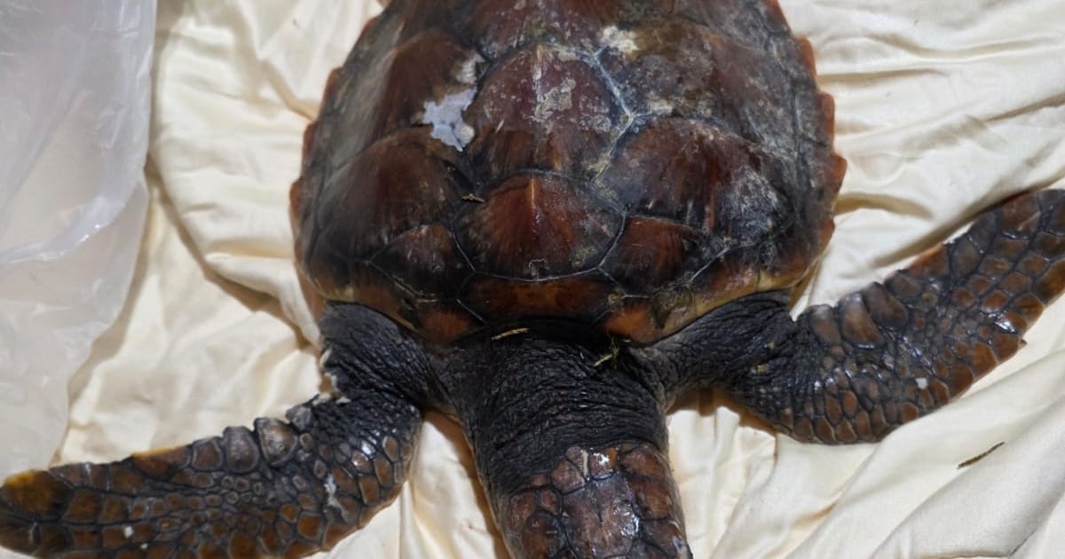 Zeldzame dikkopschildpad spoelt dood aan op strand van Terschelling