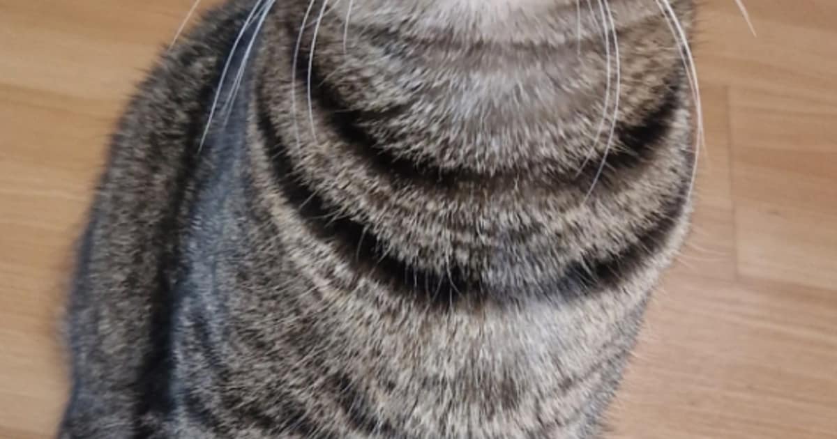 Heb jij Smokey gezien? Dit huisdier wordt in Wijdemeren vermist