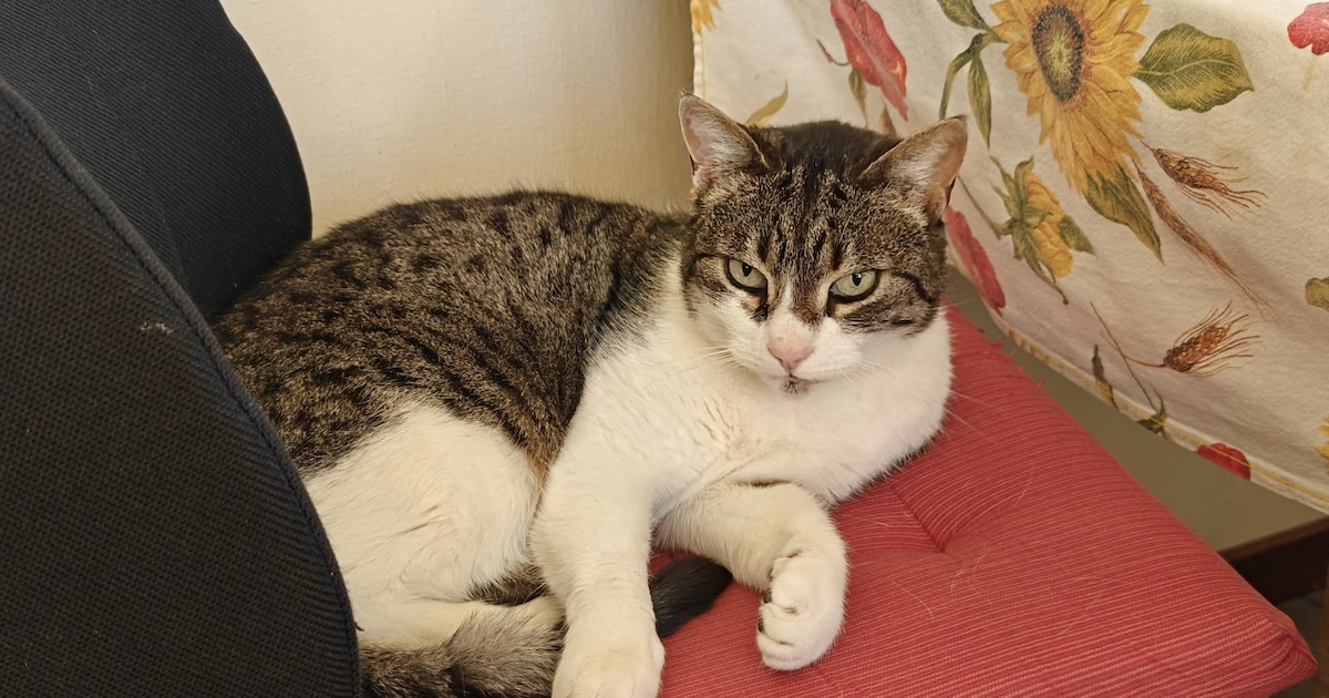 Heb jij Pluisje gezien? Dit huisdier wordt in Bunschoten-Spakenburg vermist