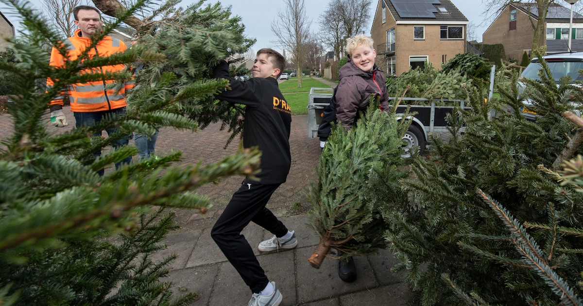 Inwoners Westerkwartier krijgen 1 euro per ingeleverde kerstboom