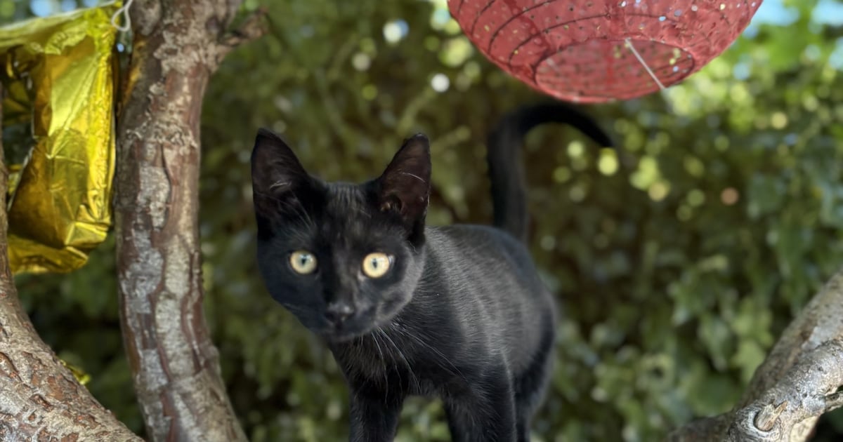 Heb jij Sjaak, Ibbeltje of Coosje gezien? Deze vijf huisdieren worden in Leusden vermist