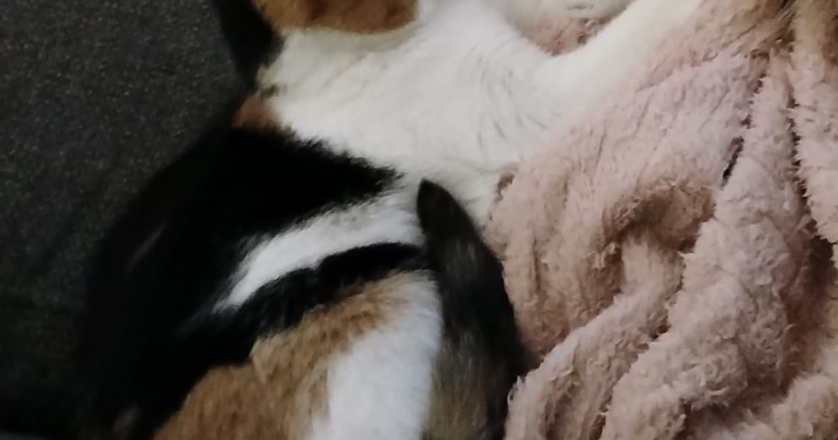 Heb jij Juultje of Lucifer gezien? Deze twee huisdieren worden in Oldebroek vermist