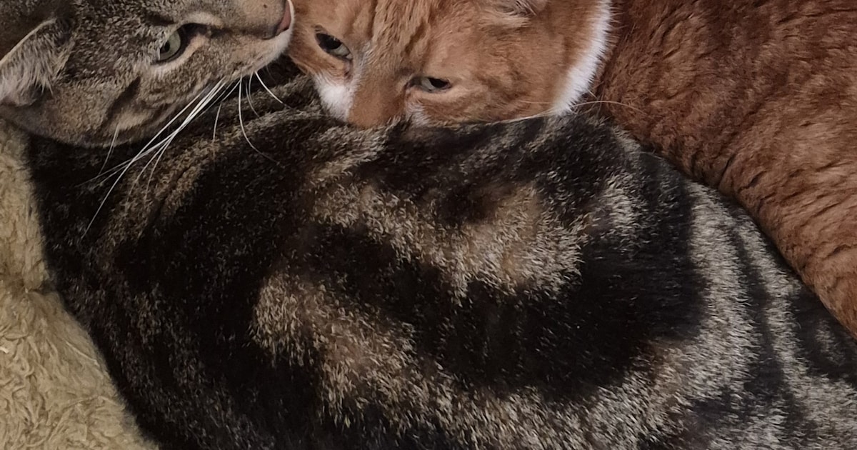 Heb jij Chewie gezien? Dit huisdier wordt in Berg en Dal vermist