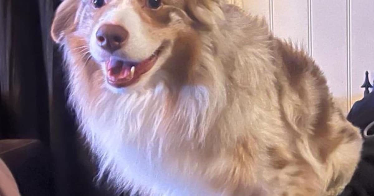 Heb jij Ozzy gezien? Dit huisdier wordt in Wijk bij Duurstede vermist