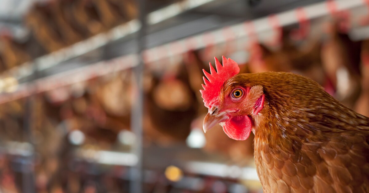 Bedrijf in Lutjegast met 48.000 kippen geruimd wegens vogelgriep