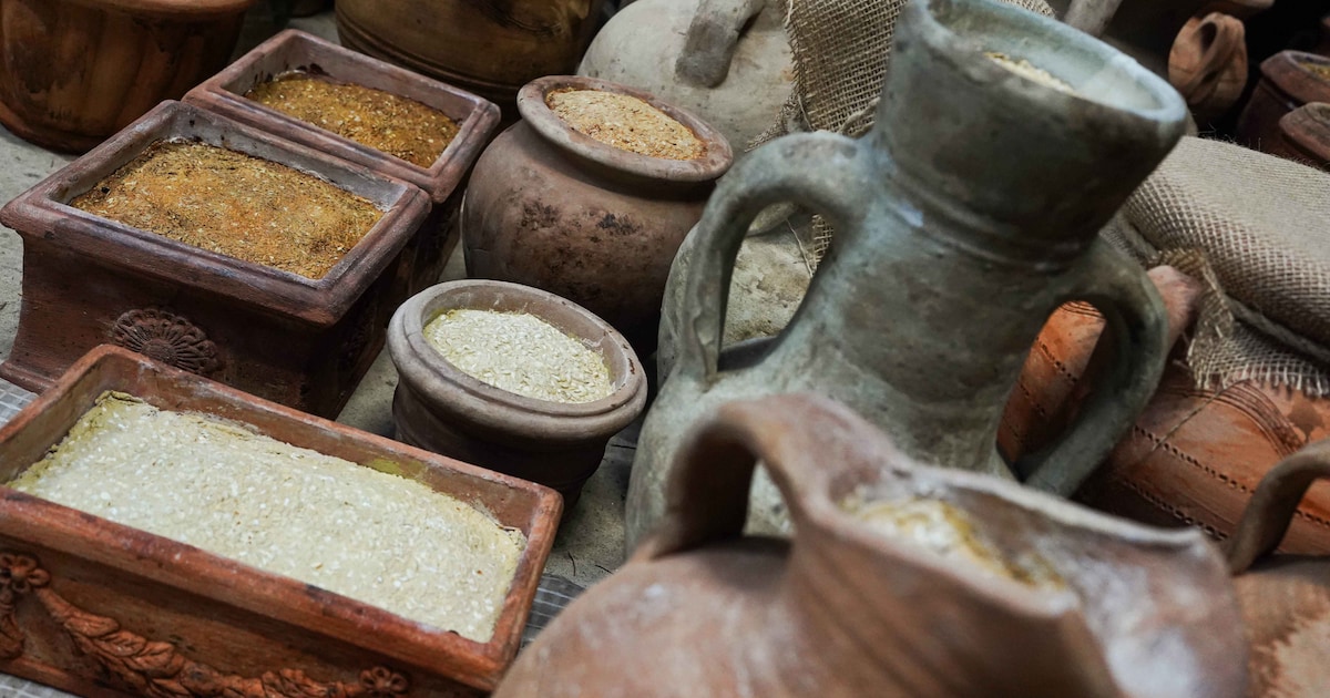 DierenPark Amersfoort opent nieuw rattenverblijf in Stad der Oudheid