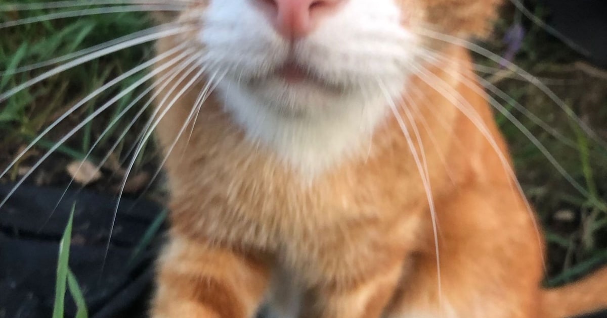 Heb jij Max, Zoro of Nala gezien? Deze vijf huisdieren worden in Kerkrade vermist