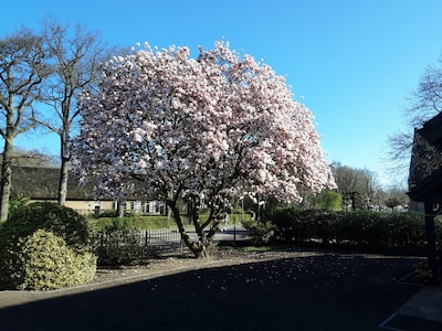 Dit zijn de grootste en prachtigste magnolia bomen van Breda