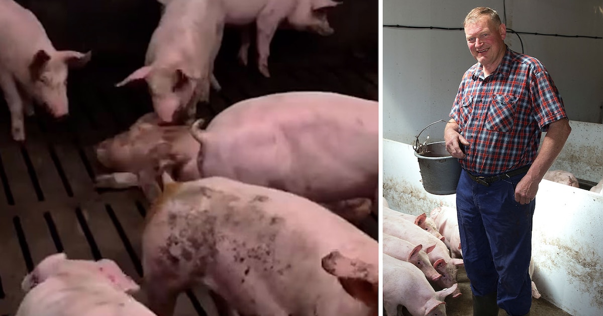 Varkenshouder uit Aalten reageert op schokkende beelden: ‘Onze dieren zijn hartstikke gezond’