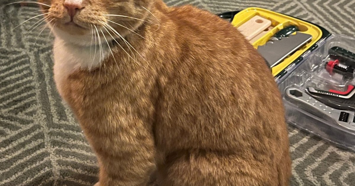 Heb jij Miauwmiauw, Nala of Chuck gezien? Deze vier huisdieren worden in Gouda vermist