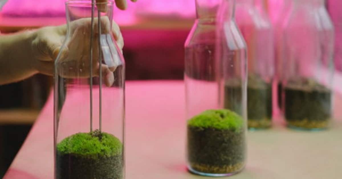 Workshop terrarium bouwen in bibliotheek Drachten