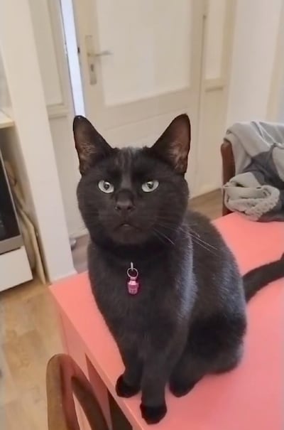 Heb jij Thor gezien? Dit huisdier wordt in Wageningen vermist