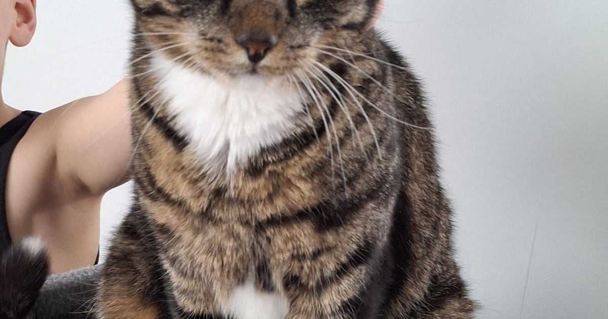 Heb jij Tommie of Faabje gezien? Deze twee huisdieren worden in Culemborg vermist