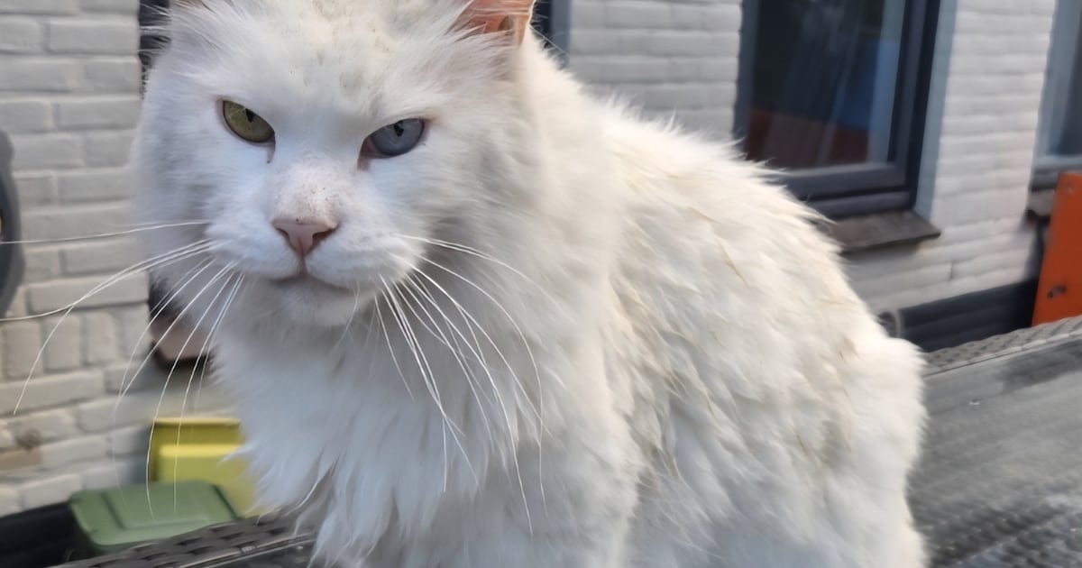 Heb jij Snowy, Timba of Biggie gezien? Deze vier huisdieren worden in Land van Cuijk vermist