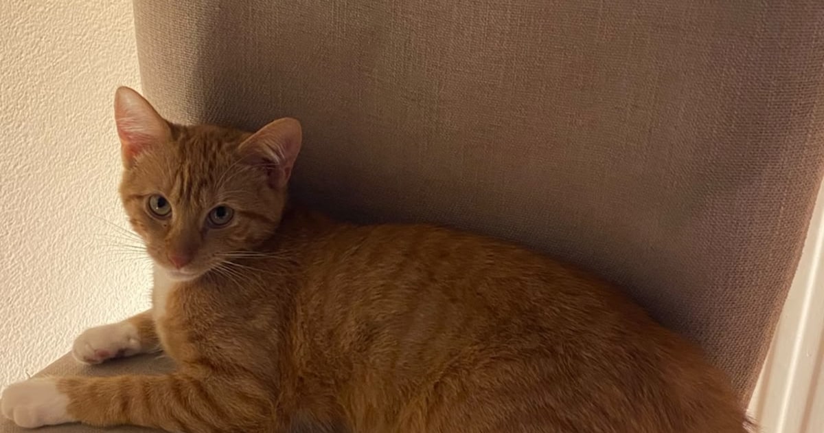 Heb jij Iepie, Tina of Mowi gezien? Deze 10 huisdieren worden in Leiden vermist