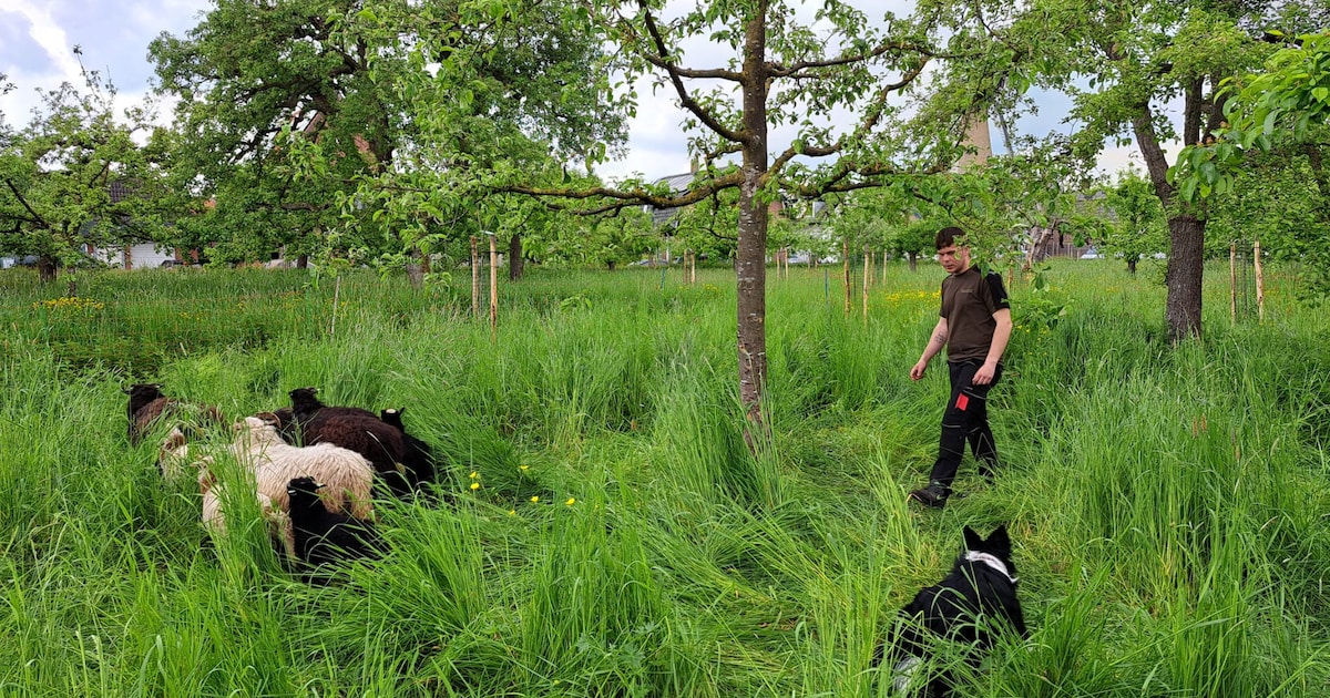 Buurtbewoners en schapen brengen monumentale, maar vervallen boomgaard in Cothen tot leven