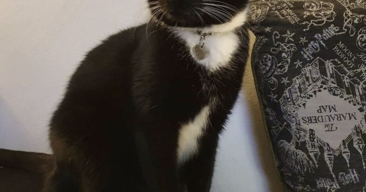 Heb jij Binx gezien? Dit huisdier wordt in Landgraaf vermist