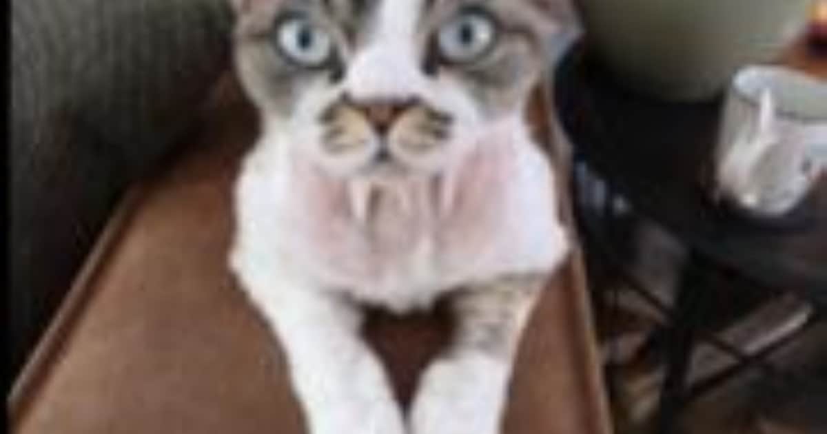 Heb jij Norrit, Ted of Loki gezien? Deze drie huisdieren worden in Purmerend vermist