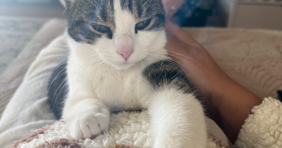 Heb jij Momo, Beedle of Kevin gezien? Deze drie huisdieren worden in Ridderkerk vermist