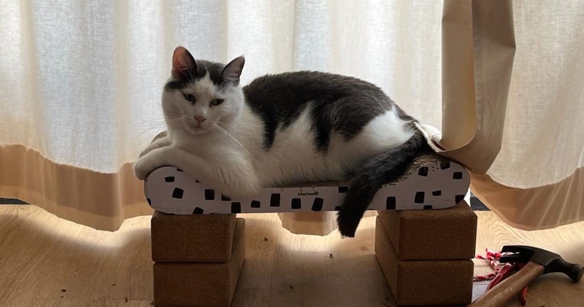 Heb jij Jones gezien? Dit huisdier wordt in De Ronde Venen vermist