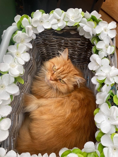 Heb jij Max of Cheetah gezien? Deze twee huisdieren worden in Deventer vermist