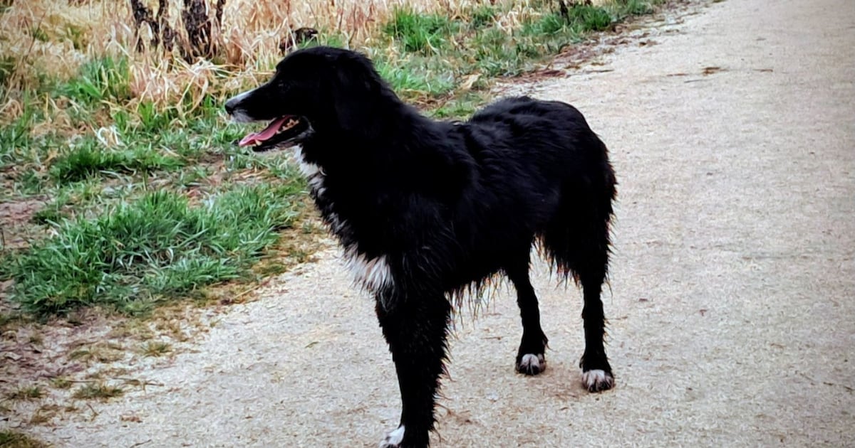 Heb jij Sira gezien? Dit huisdier wordt in Landsmeer vermist