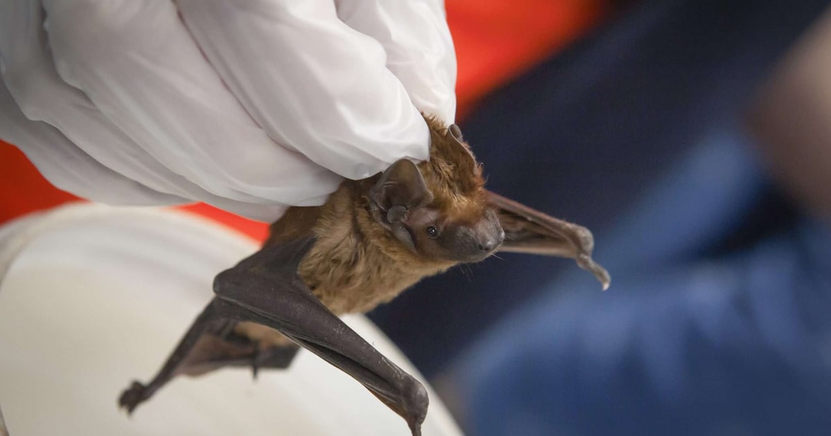 Vleermuis aangezien voor hondenspeeltje, gered door Dierenambulance