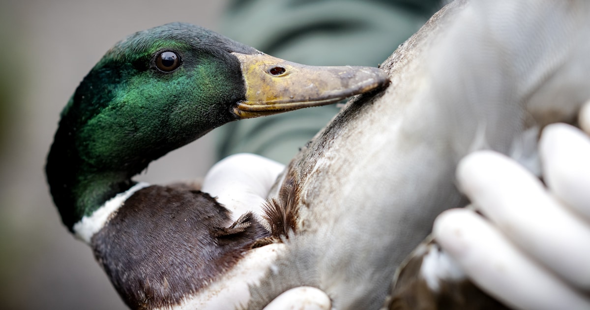 Pauwen, zwanen, eenden en ganzen afgemaakt om vogelgriep in dierenpark: ‘Ontzettend heftig’