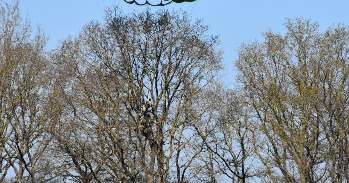 Parachutist komt in boom vast te zitten bij viering 80 jaar vrijheid in Drenthe
