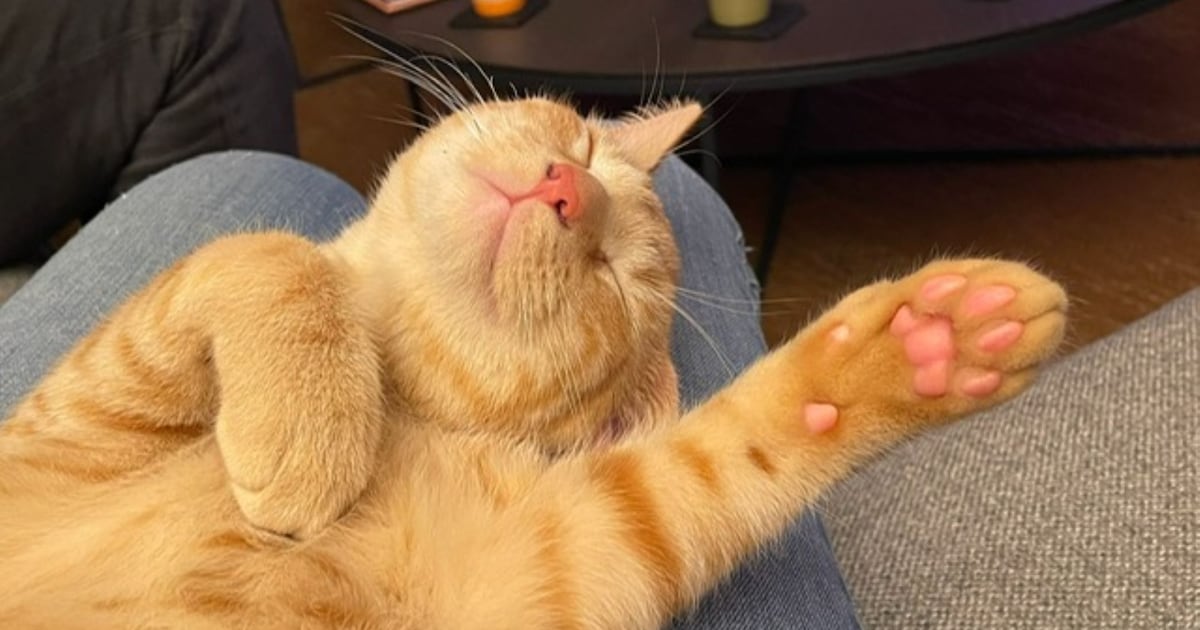 Heb jij Mimi, Pips of Ollie gezien? Deze drie huisdieren worden in Gorinchem vermist