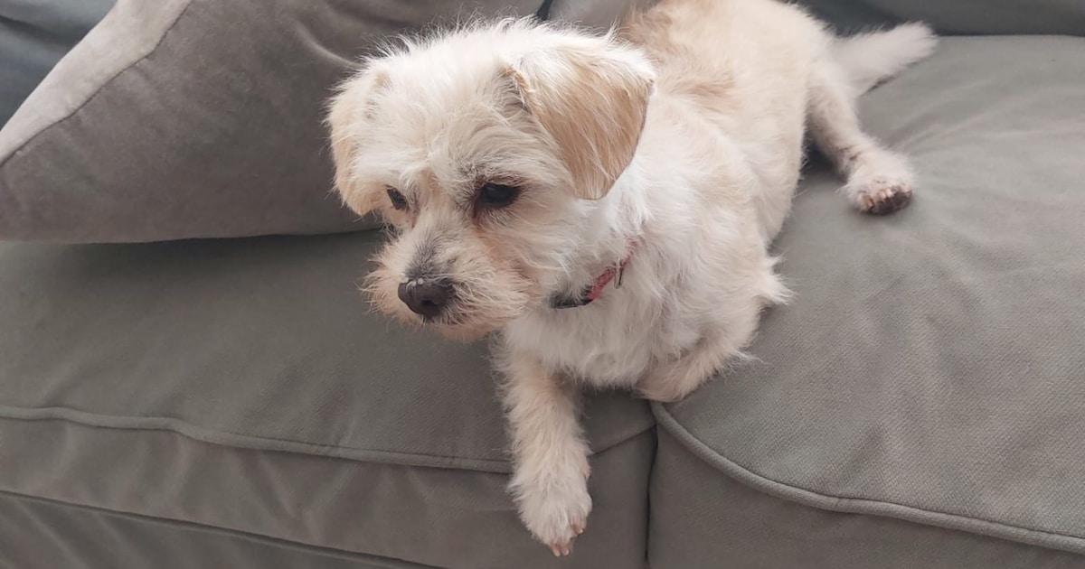 Heb jij Molly gezien? Dit huisdier wordt in Ouder-Amstel vermist